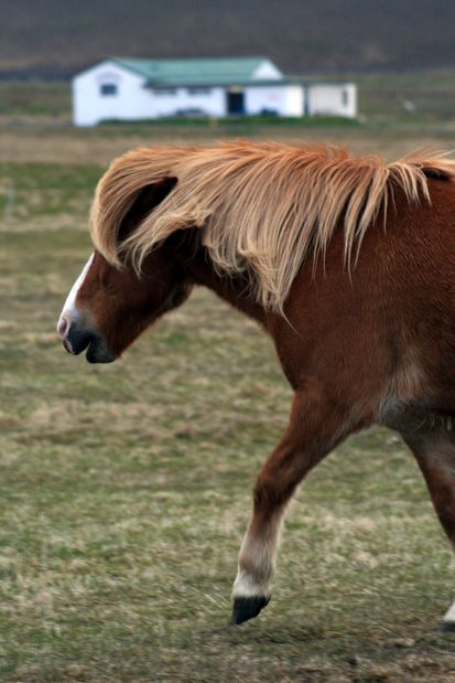 Cheval islandais. Arnarstapi.