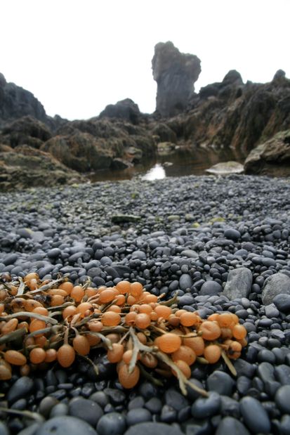 Algue sur les galets de la plage de Djúpalónssandur