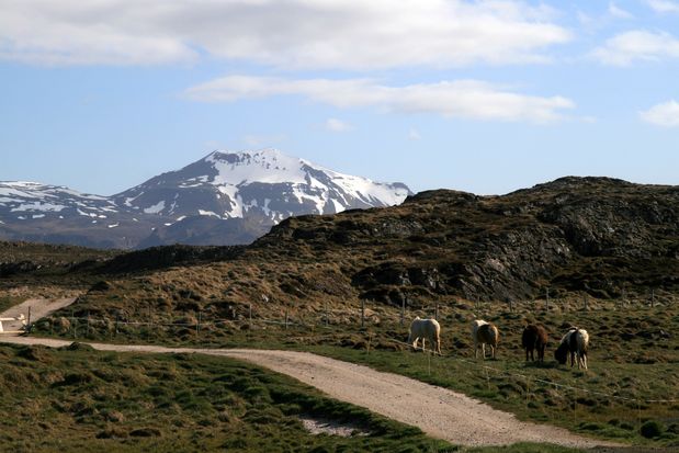 Chevaux islandais à Helgafell