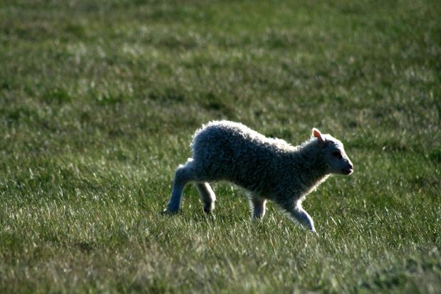 Petit mouton à Helgafell.
