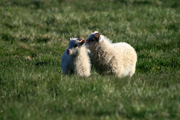 Moutons à Helgafell.