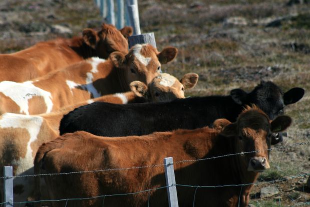 Un troupeau de vache en Islande !!! :-D