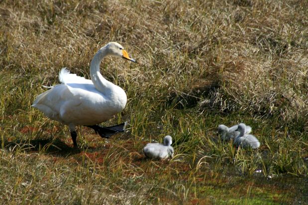 Cygne chanteur.