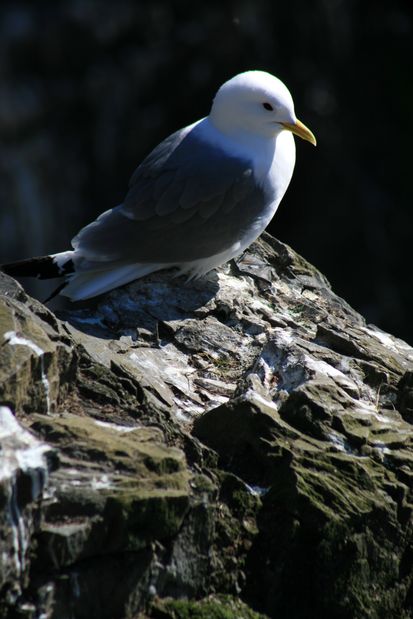 Mouette tridactyle. Látrabjarg.