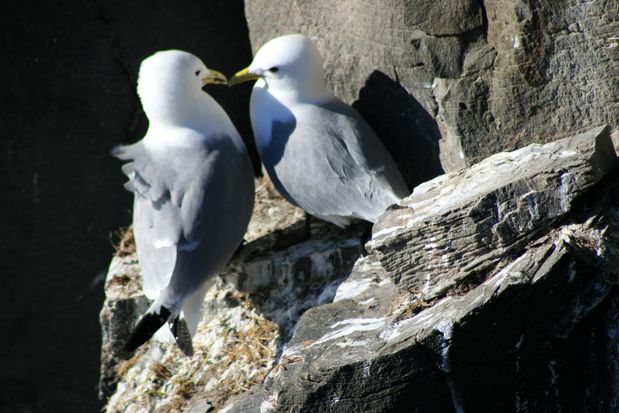 Mouette tridactyle. Látrabjarg.