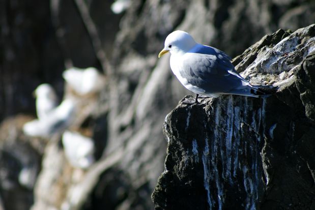 Mouette tridactyle. Látrabjarg.