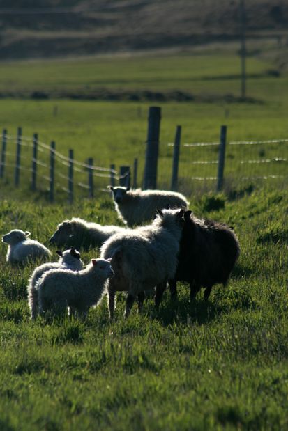 Moutons islandais...
