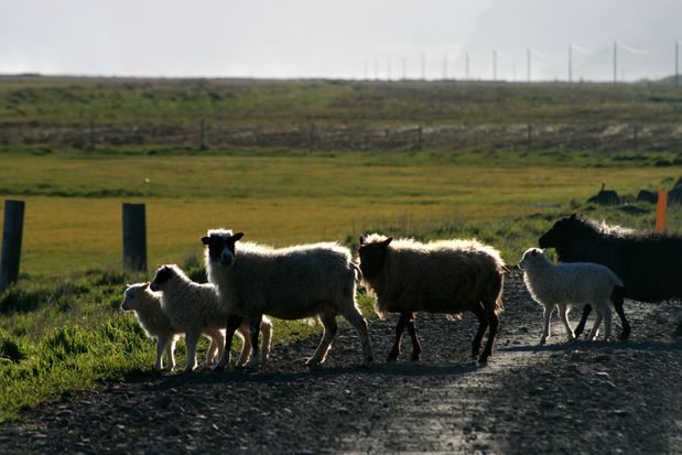 Mouton. Islande.
