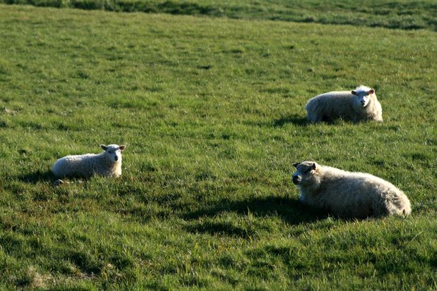 Mouton. Islande.