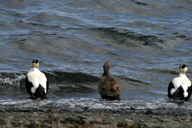 Eiders à duvet. Vestfirðir.