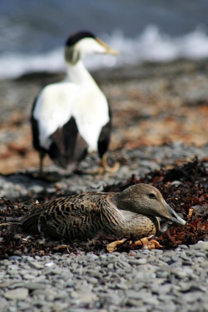 Eiders à duvet. Vestfirðir.