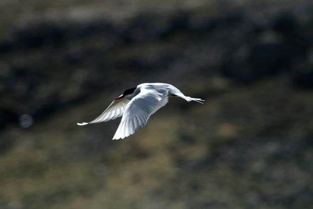 Sterne arctique. Vestfirðir.