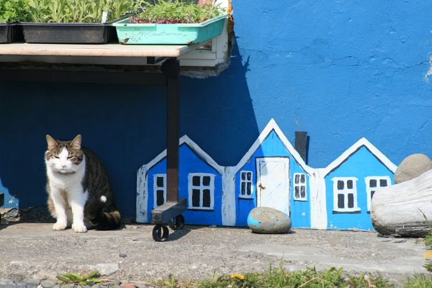 Chat dans Hólmavík.