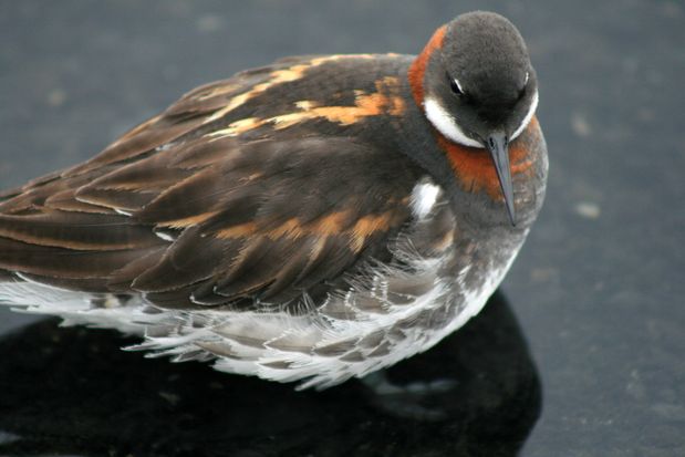 Phalarope à bec étroit sur le lac Mývatn