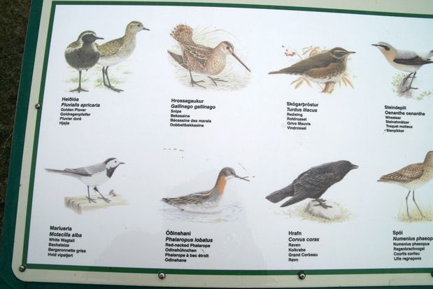 Les oiseaux de Kalfastrond Hofdi