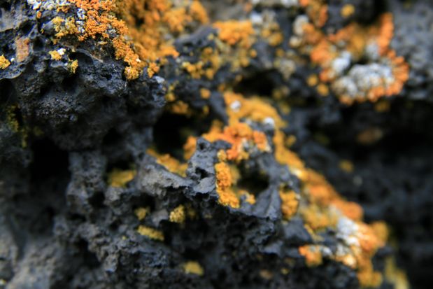 Lichen sur rocher à Kalfastrond Hofdi