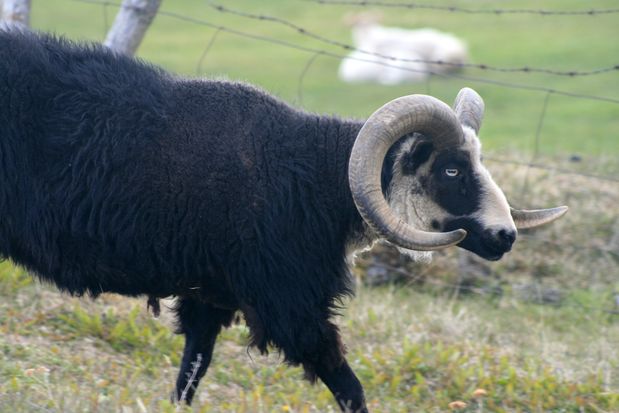 Bouc et sa fleur