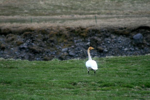 Cygne chanteur.