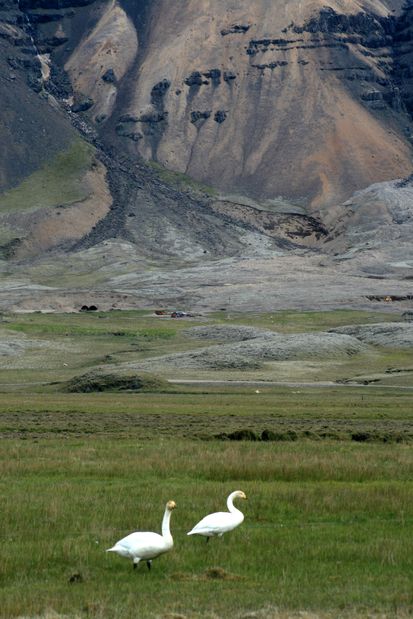 Cygnes chanteurs.