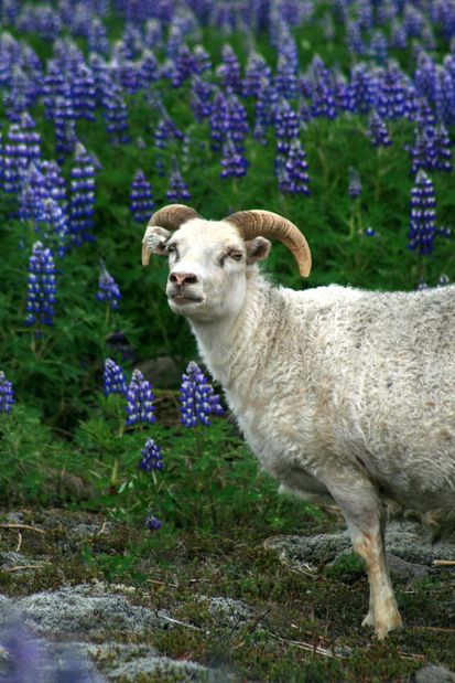 Mouton et lupins d'Alaska