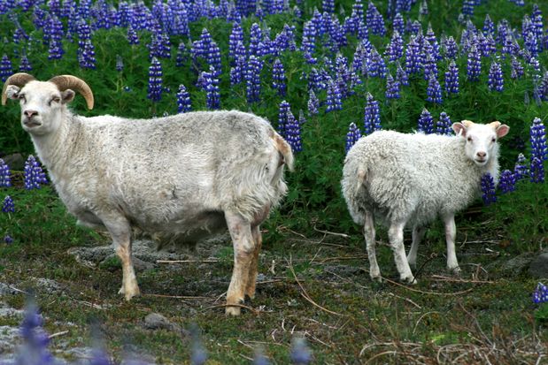 Chèvres et lupin d'Alaska