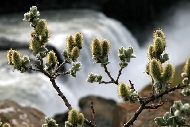 Saule laineux. Gullfoss.