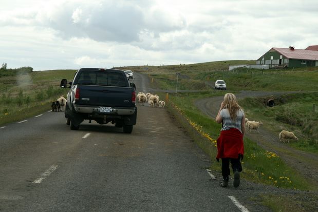 Troupeau de moutons sur les routes islandaises