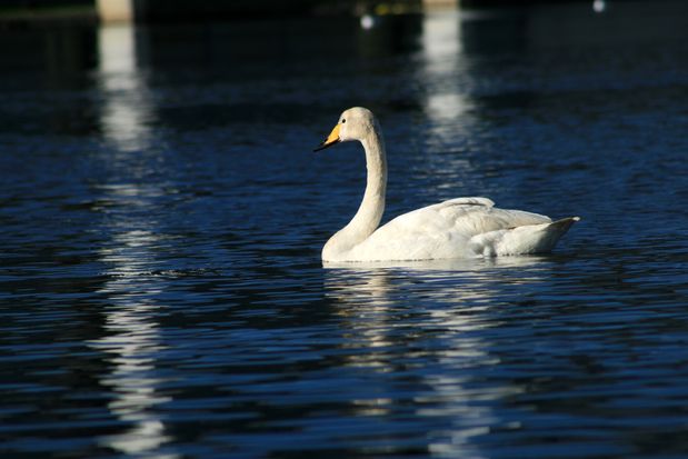 Etang Tjörnin. Reykjavik.