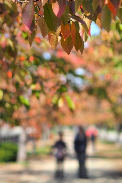 Cerisiers au Château d'Osaka
Altitude : 44 mètres