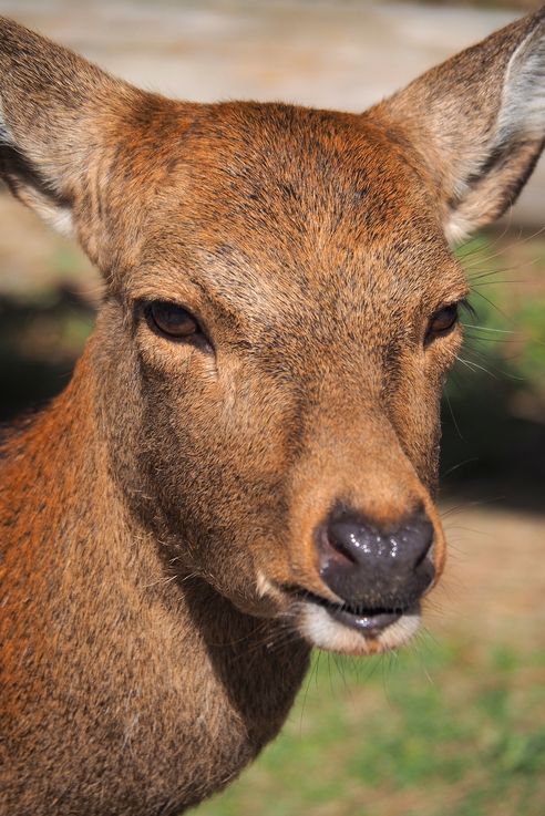 Cerf Sika
Altitude : 146 mètres