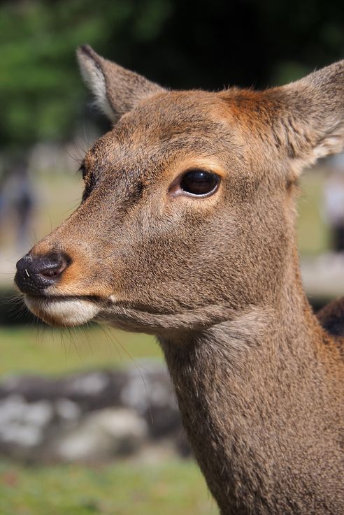 Cerf Sika
Altitude : 135 mètres