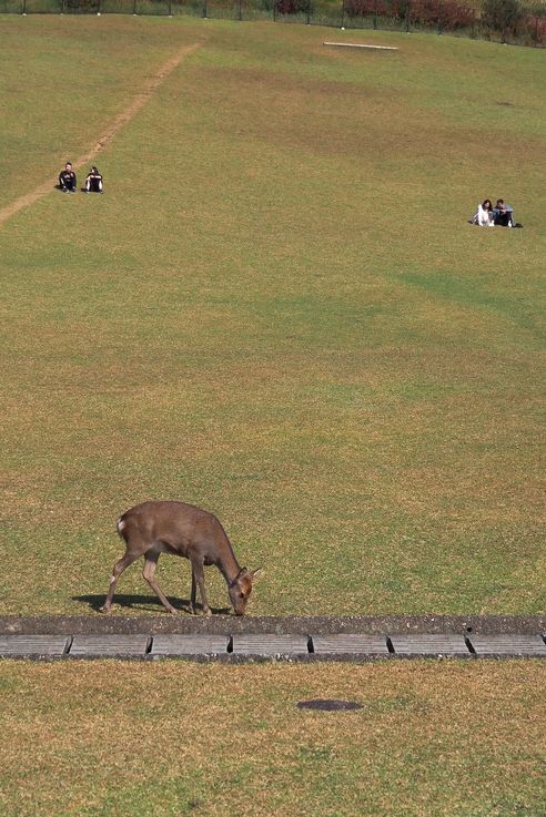 Cerf Sika
Altitude : 195 mètres