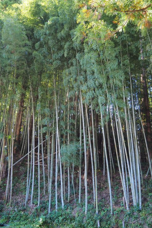 Bambouseraie (Kumano Kodo)
Altitude : 119 mètres