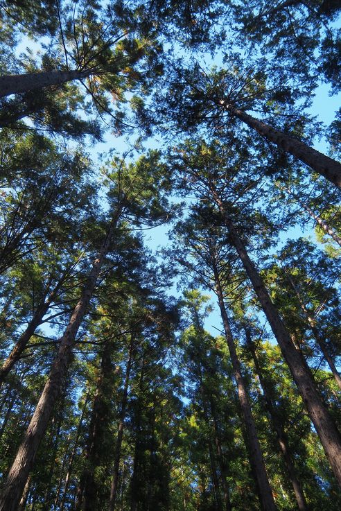 Sur les chemins de Kumano Kodo
Altitude : 209 mètres