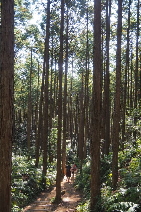 Sur les chemins de Kumano Kodo
Altitude : 252 mètres