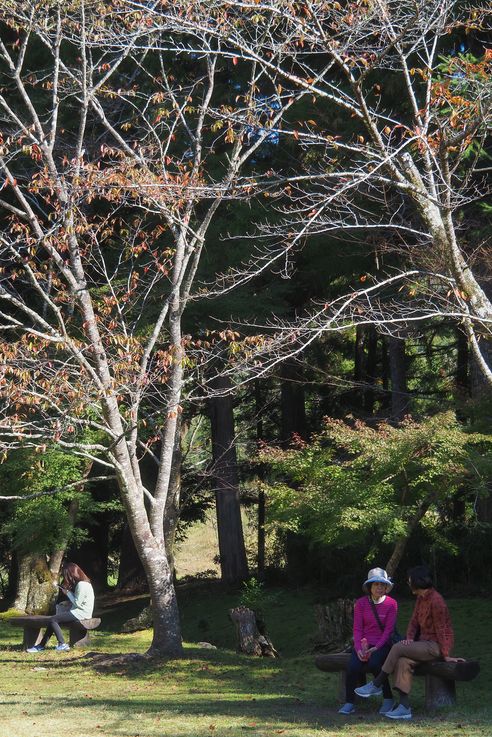 Sur les chemins de Kumano Kodo
Altitude : 106 mètres