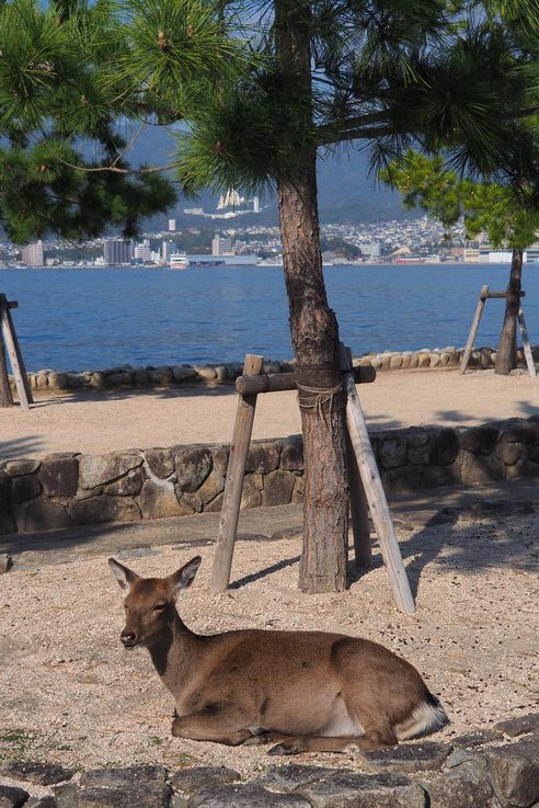 Cerf Sika
Altitude : 44 mètres