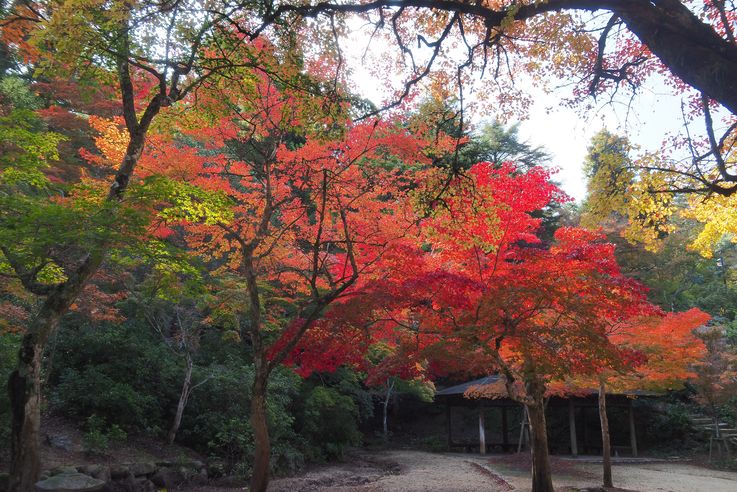 Parc Momijidani (Miyajima)
Altitude : 62 mètres