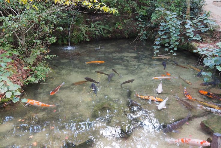 Carpe Koi Cyprinus Rubrofuscus (Miyajima)
Altitude : 65 mètres