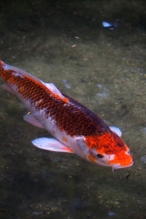 Carpe Koi Cyprinus Rubrofuscus (Miyajima)
Altitude : 65 mètres