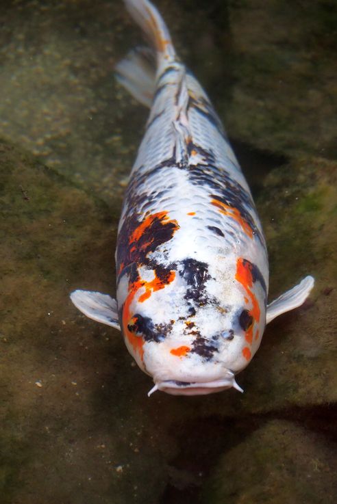 Carpe Koi Cyprinus Rubrofuscus (Miyajima)
Altitude : 65 mètres