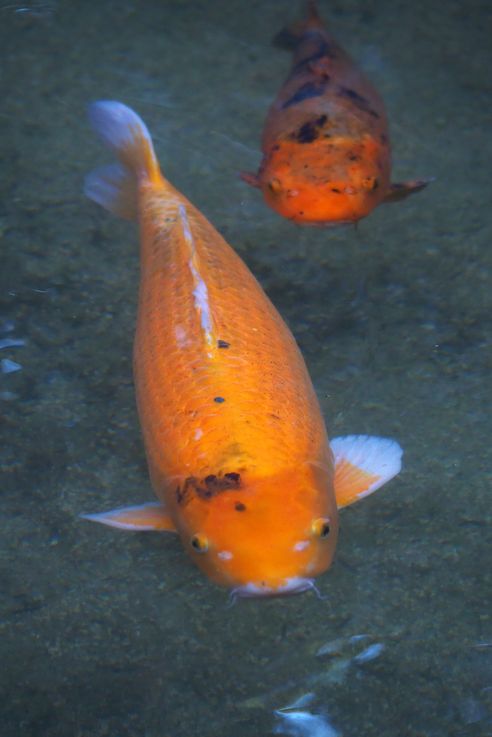 Carpe Koi Cyprinus Rubrofuscus (Miyajima)
Altitude : 65 mètres