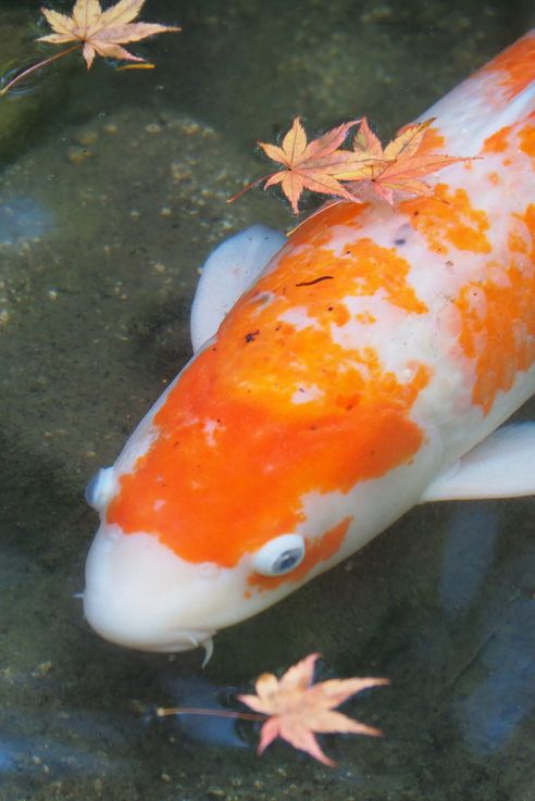 Carpe Koi Cyprinus Rubrofuscus (Miyajima)
Altitude : 66 mètres