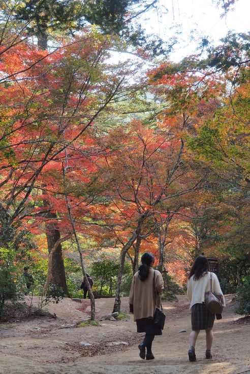 Parc Momijidani (Miyajima)
Altitude : 69 mètres