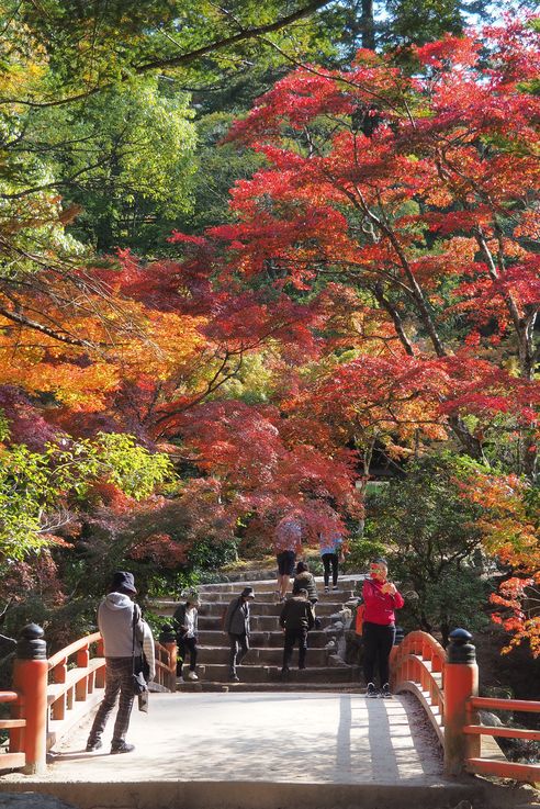 Parc Momijidani (Miyajima)
Altitude : 70 mètres