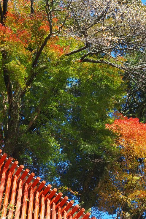 Sanctuaire Taikodani Inari Jinja (Tsuwano)
Altitude : 217 mètres