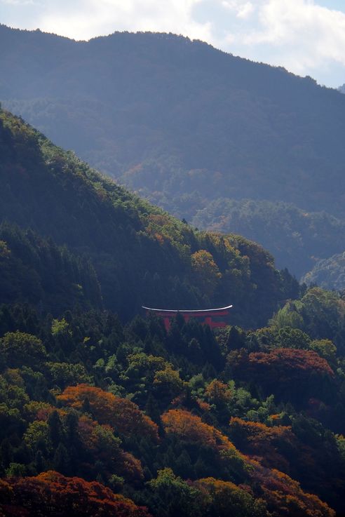 Torii à Tsuwano
Altitude : 252 mètres