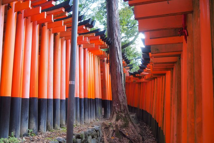 Sanctuaire Fushimi Inari (Kyoto)
Altitude : 92 mètres