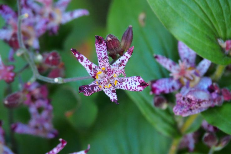 Lis Crapaud De Formose Tricyrtis Formosana (Kyoto)
Altitude : 146 mètres