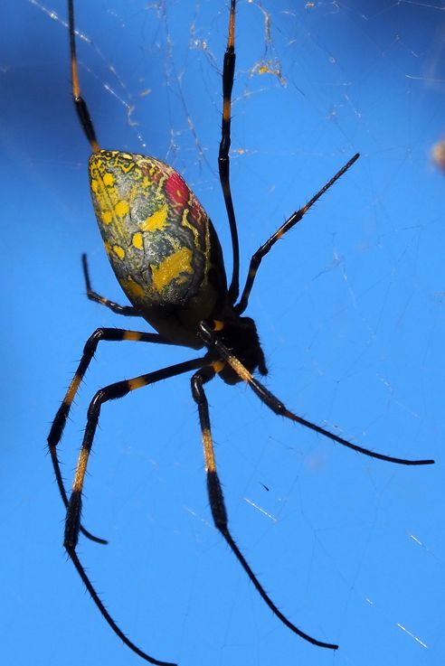 Araignée néphile Trichonephila clavata (Sanctuaire Fushimi Inari de Kyoto)
Altitude : 137 mètres